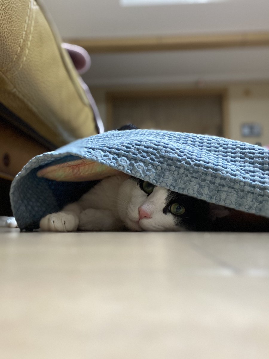 보일러 오래 켜놨더니 이불 아래에 꾸물꾸물 들어가서 뜨끈하게 몸 지지는 똑똑 고영이