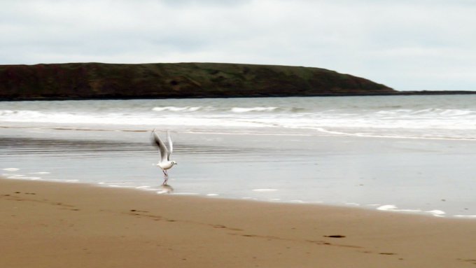 AussieSeagull's tweet photo. Anyone looking to learn Yoga, feel free to DM me. Will teach in exchange for chips
#yoga #seagulls https://t.co/sbb0dbARf9
