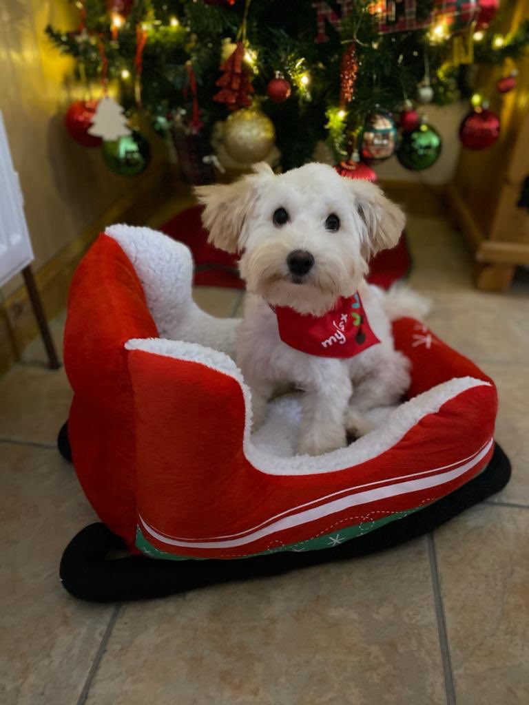 _LilyCawkwell's tweet photo. #QEHSantaPaws From Wilbert on his 1st Christmas ❤️🎄🐶 @TeamQEHStaff @TeamQEH https://t.co/8NssEwIBFb