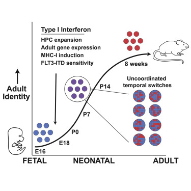 emulenews's tweet photo. #CellStemCell Single-Cell Analysis of Neonatal hematopoietic stem cell (HSC) Ontogeny Reveals Gradual and Uncoordinated Transcriptional Reprogramming that Begins before Birth
https://t.co/qhJZxGB7Tf
HSCs undergo a gradual, rather than precipitous, transition from fetal to adult. https://t.co/z9FcxA0HKc