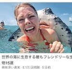 エイってこんなにフレンドリーな生物なの？写真撮る気満々!