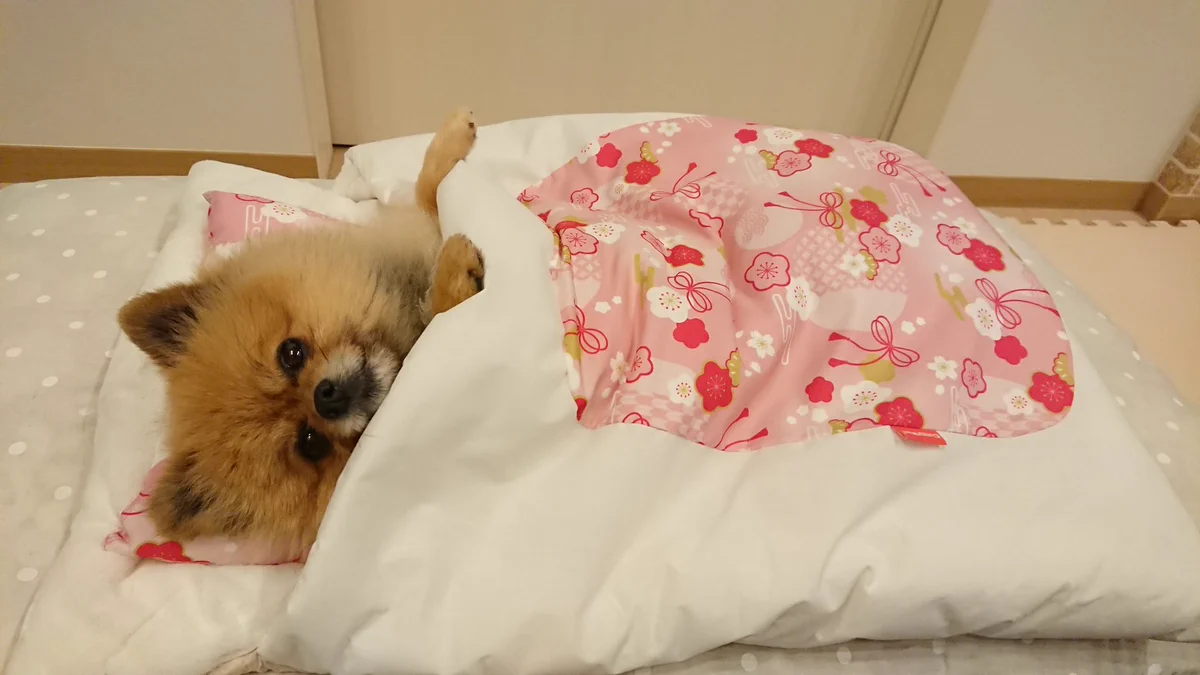 布団の魅力に惹き込まれたワンちゃん。ジャストサイズですｗｗ
