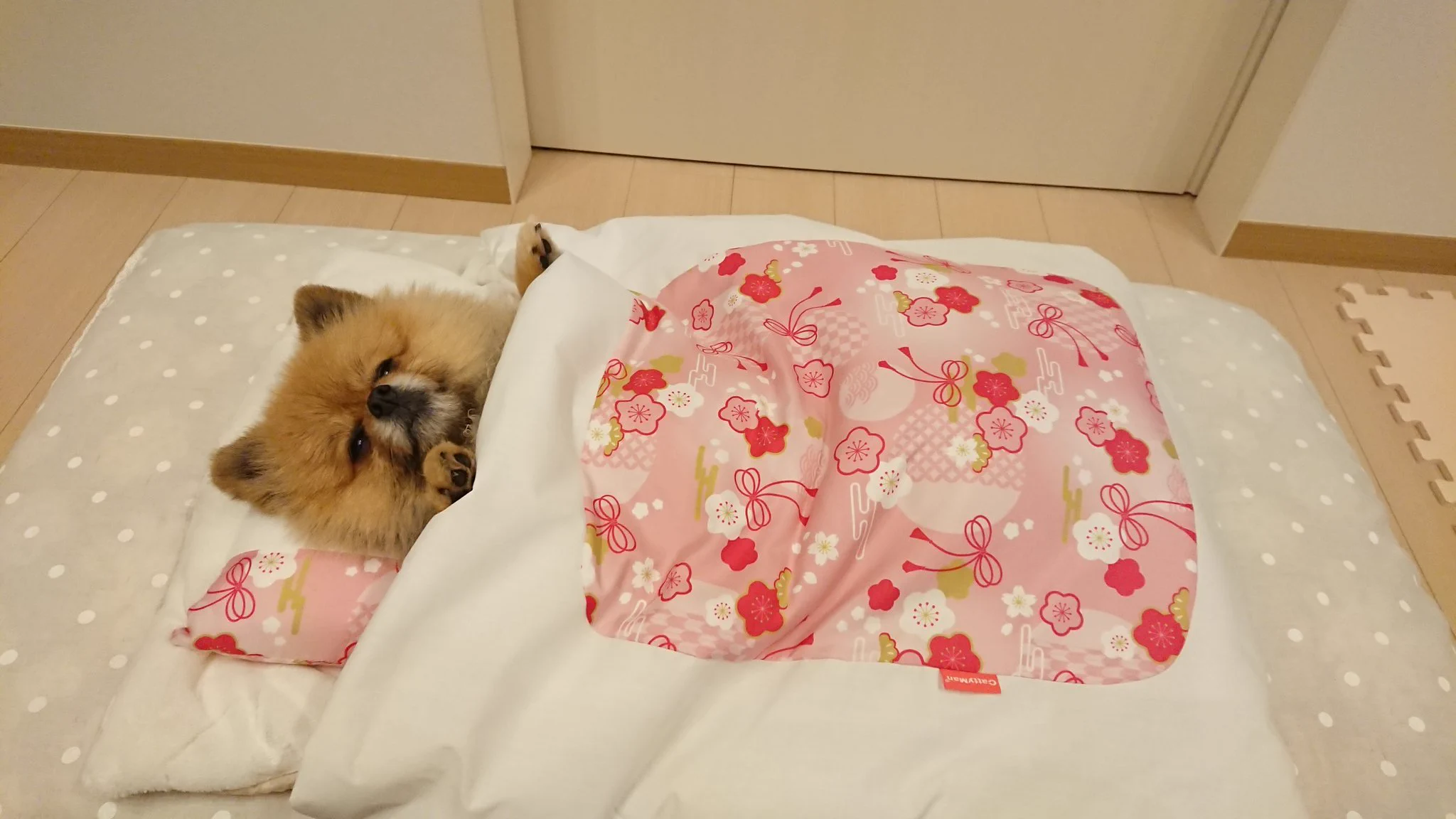 布団の魅力に惹き込まれたワンちゃん。ジャストサイズですｗｗ