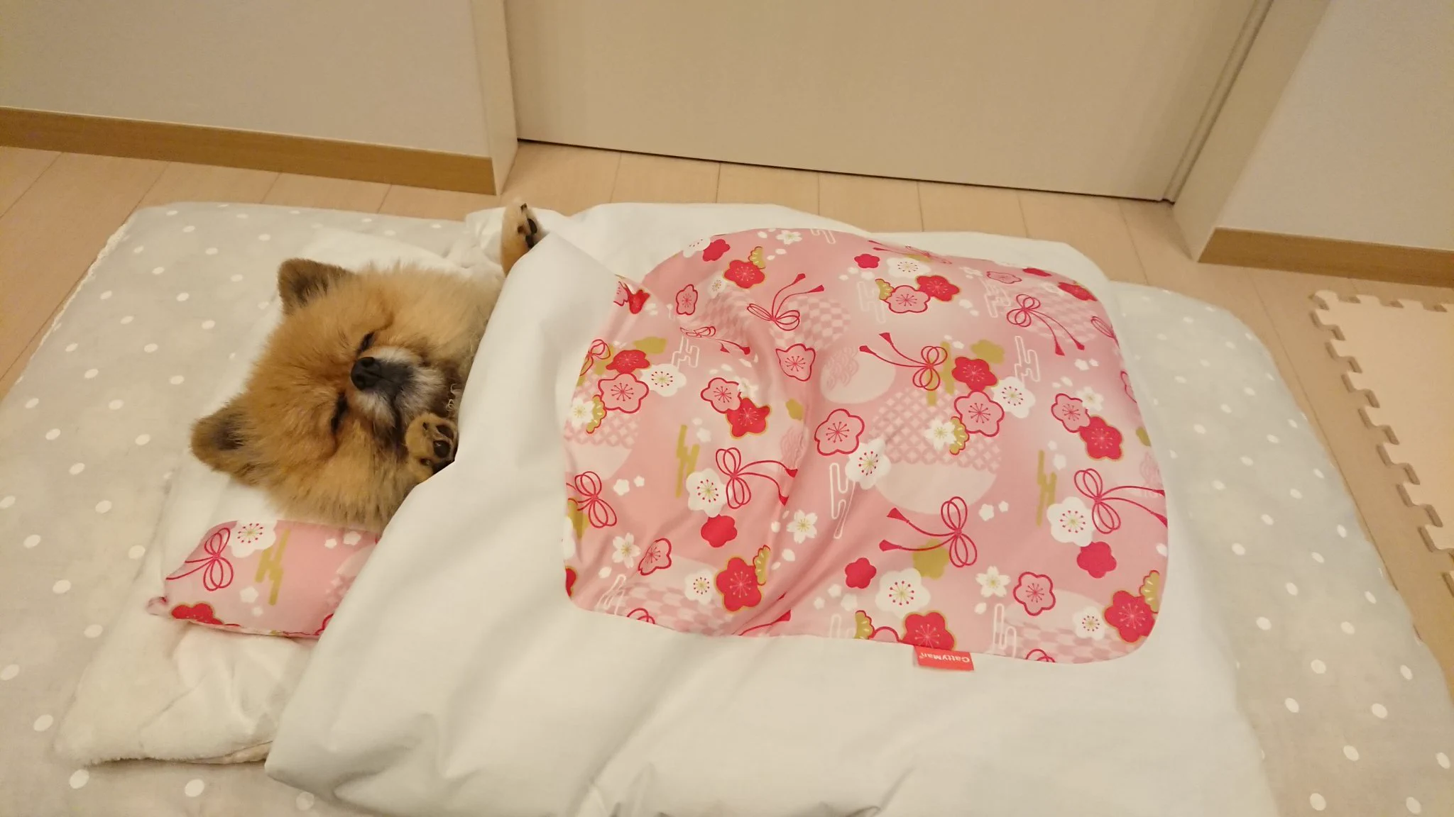布団の魅力に惹き込まれたワンちゃん。ジャストサイズですｗｗ