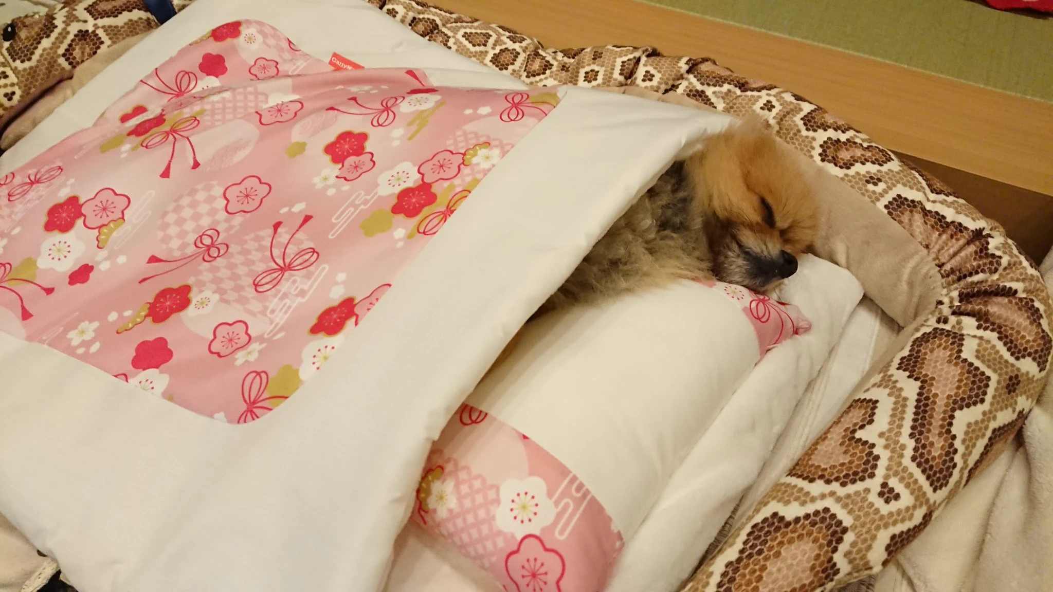 布団の魅力に惹き込まれたワンちゃん。ジャストサイズですｗｗ