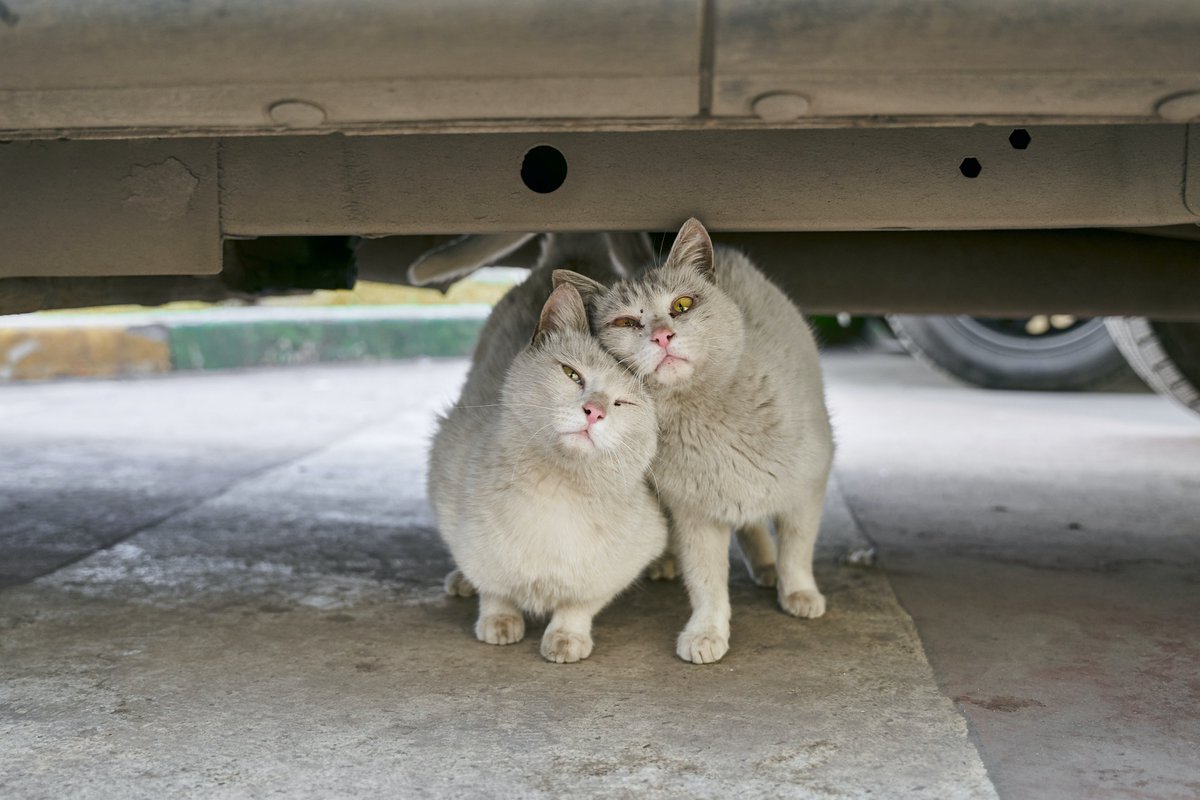 animallegend3's tweet photo. I met the folks at Catster, joined the Cat Writers' Association, and a world of cat writing and cool cat folks opened. How could I not write about cats ... https://t.co/S9UGU0DXIp