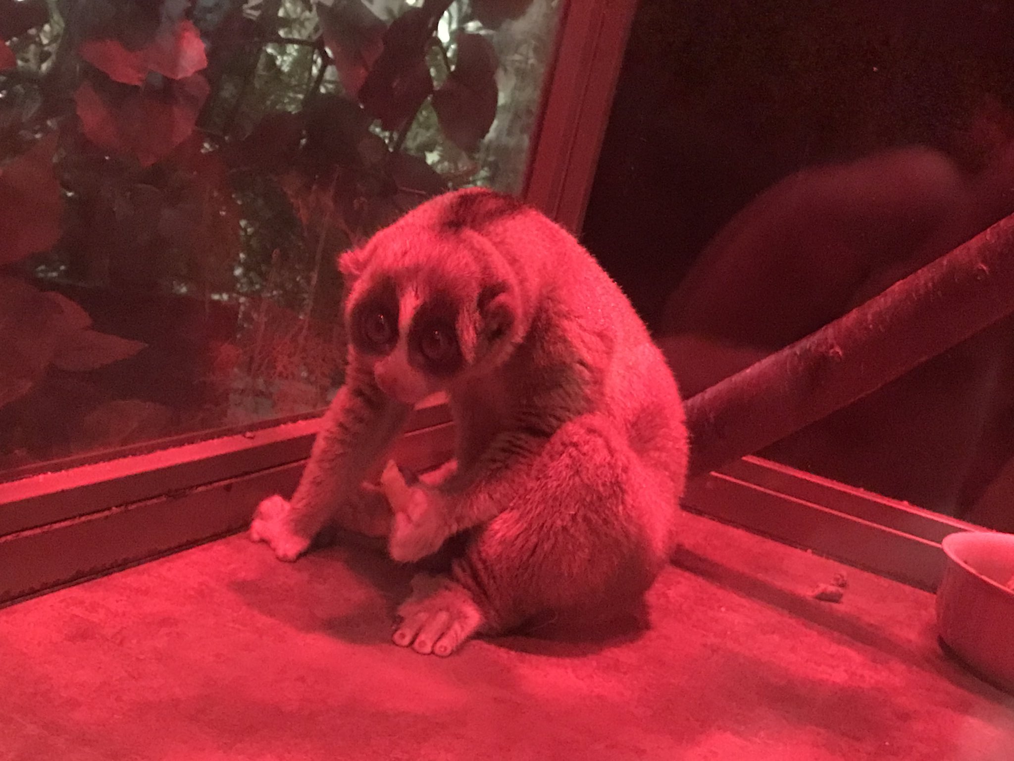 Chi ヒカキンさんも来館してたオービィ横浜 動物園 が今年中で閉館されるという事で 行ってきました とにかく可愛い動物 珍しい動物達とめっちゃ触れ合えるんですよ 関東勢は行くしかないっしょ コロナ対策しっかりされてました T Co