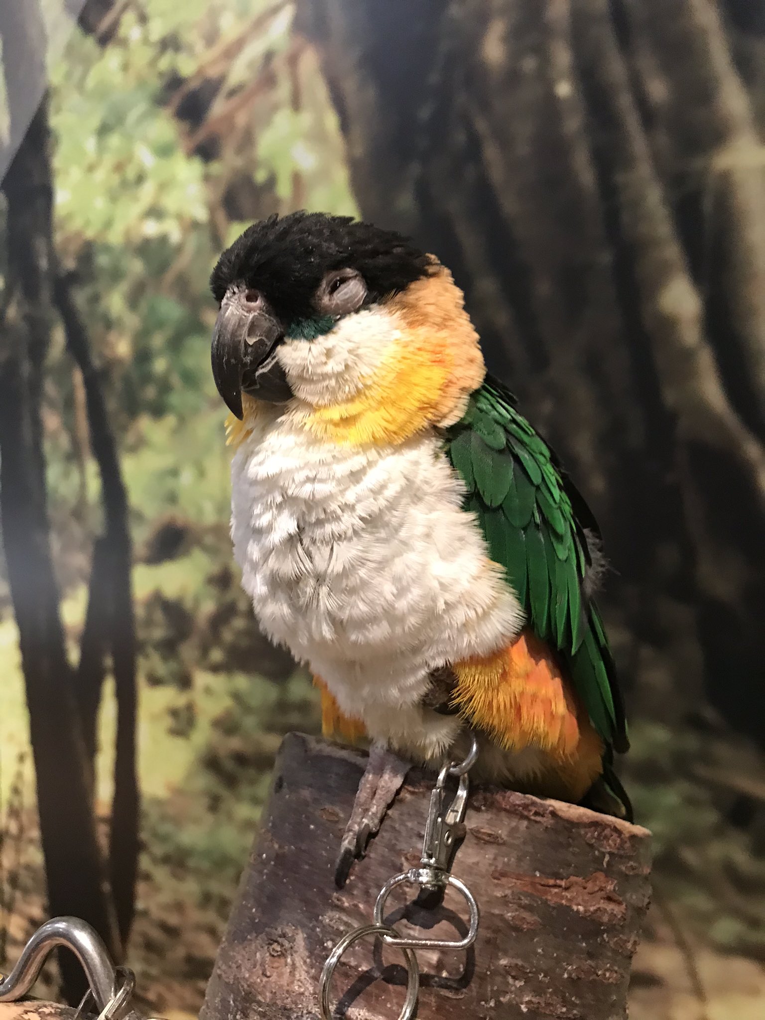 Chi ヒカキンさんも来館してたオービィ横浜 動物園 が今年中で閉館されるという事で 行ってきました とにかく可愛い動物 珍しい動物達とめっちゃ触れ合えるんですよ 関東勢は行くしかないっしょ コロナ対策しっかりされてました T Co