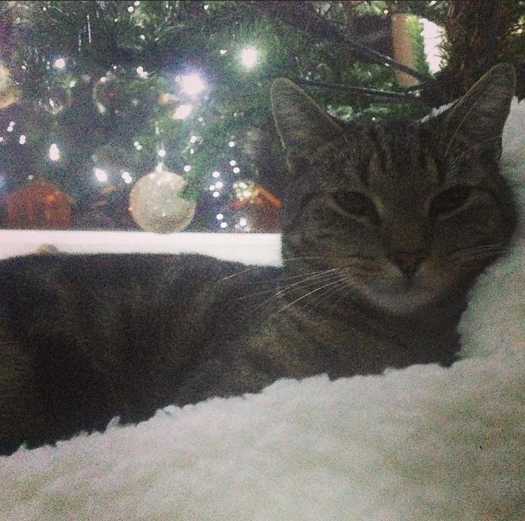 Fathur havfs photos of me umder the treeeee every yeeer, this is when I’m was baby (1 yeer old)