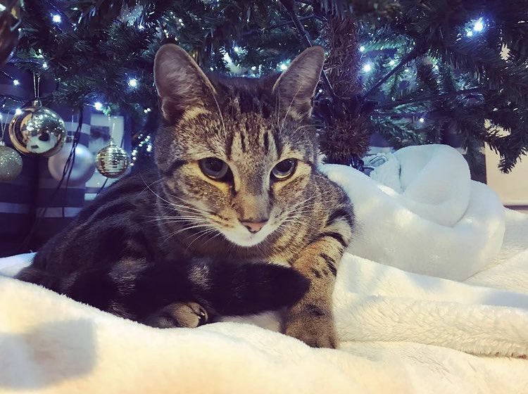 Amd vis was last yeer