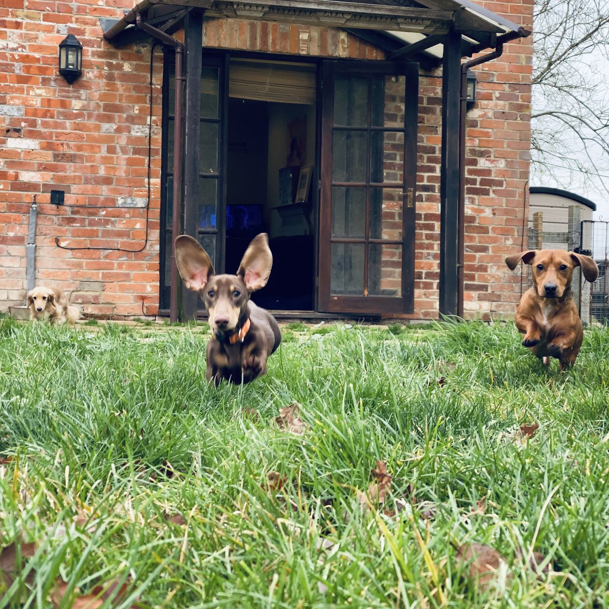 SausageDogHotel's tweet photo. After many days of aviation training, puppy Tokyo has finally learned to fully deploy his ear flaps! ✈️ https://t.co/ydw08sqKgw