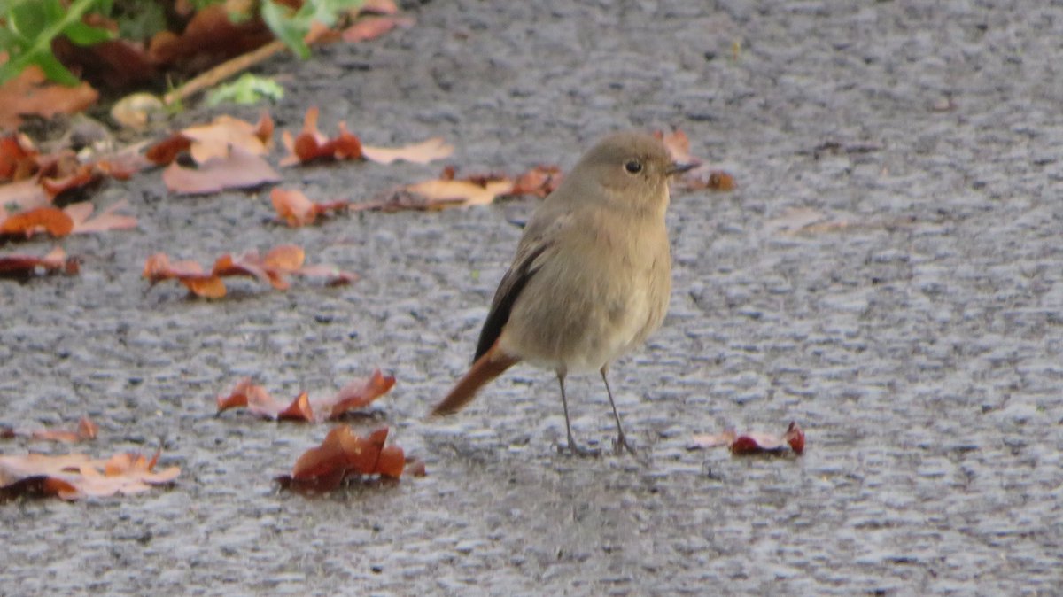 Thomas Simpson tweet media