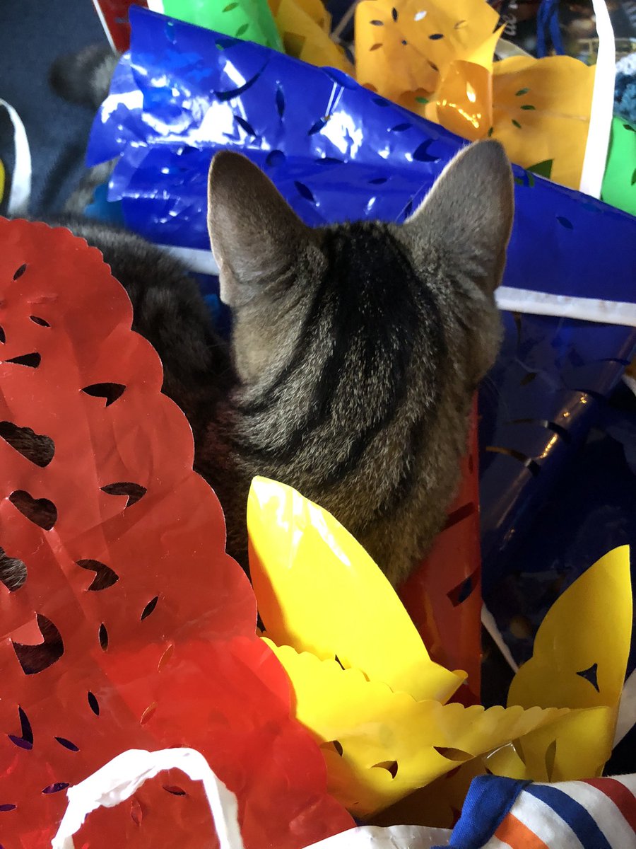 gravinpetra's tweet photo. Echt handig, een kittenhulp bij slingers opruimen #kees #hulpkat https://t.co/H5POHgjPQx