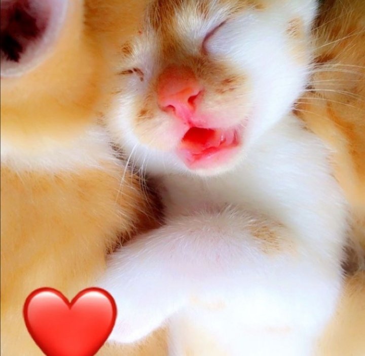 Cutest thing I've ever seen