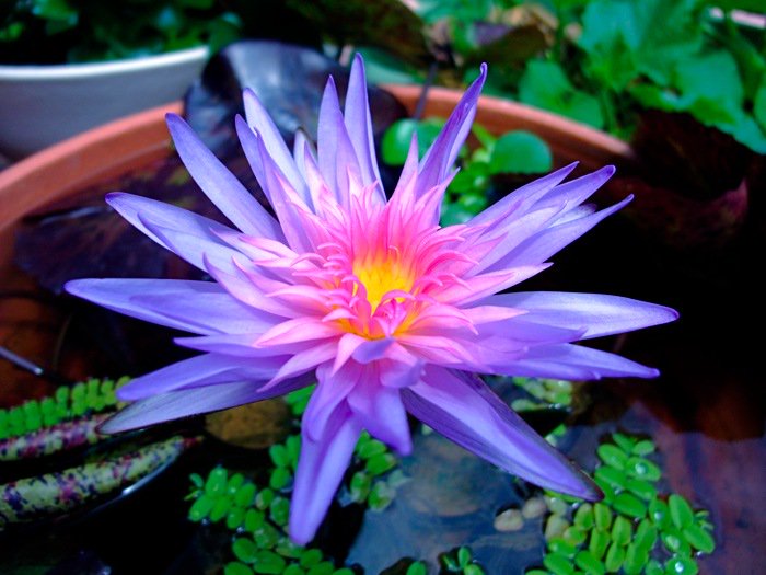 花言葉付き 世界の綺麗な花図鑑 スイレン 水面に美しく咲く花 水が不足すると枯れてしまうので管理が必要 花言葉は 清純 な心 T Co Hm3nehdiwc 綺麗な花 写真好きと繋がりたい 花言葉 T Co R6d8qjgw2h Twitter