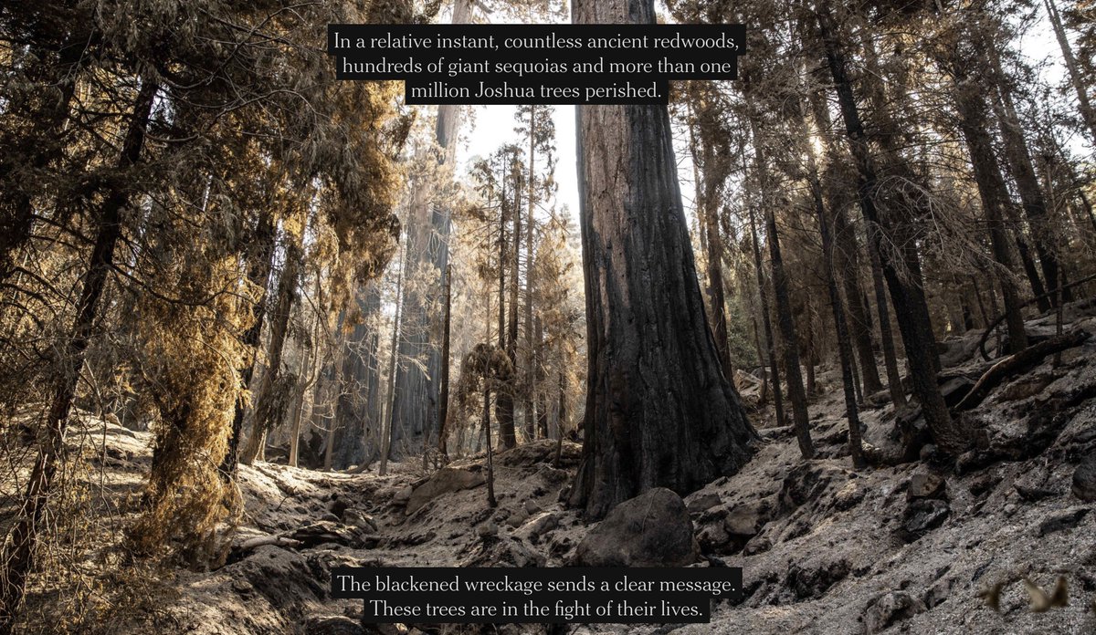 The New York Times is claiming in a long, front-page story today that recent fires killed "countless ancient redwoods" in CaliforniaThe claim is false and should be immediately correctedThere is no evidence that the fire killed even a single ancient redwood tree THREAD