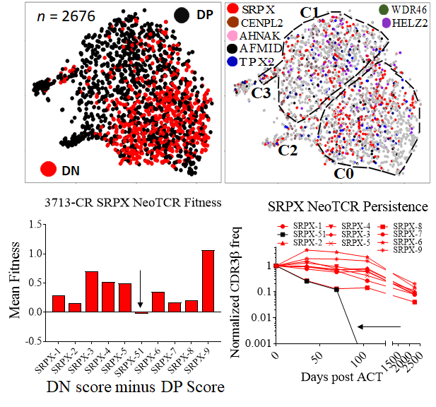 In this subgroup, we found no differences btwn resp. vs nonresp. in total # of neoag-specific TILs infused or CD39+ neoag TILs infused. By single cell tracking of mutation-reactive TCRs in patient blood, we found DN TCRs tended to persist longer than DP (they crash faster!). /7
