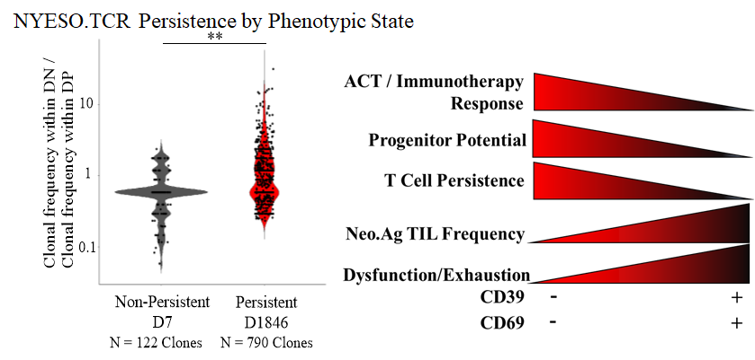 We confirmed this in NYESO-TCR responder by tracking TCR clones over 5yrs! and in Pmel mouse model. In sum: we think stem-like T cells causing ACT response are different from TIL subsets enriched with tumor-reactivity. Recent ICB studies suggest this too (e.g. Kurtulus et al) /8