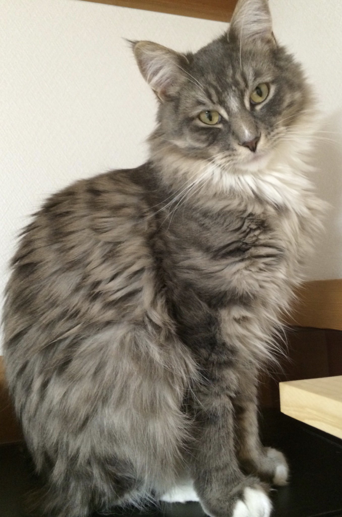 滋賀猫カフェ Twitter Search Twitter