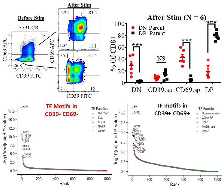 CD39- DN TILs RNA/epigenetics resemble stem-like memory progenitors, and in vitro were able to self-renew, and give rise to other CD39+ subsets. OTOH the most dominant subset of patient infusion products were CD39+ CD69+ (DP) and these guys were terminally differentiated.. /4