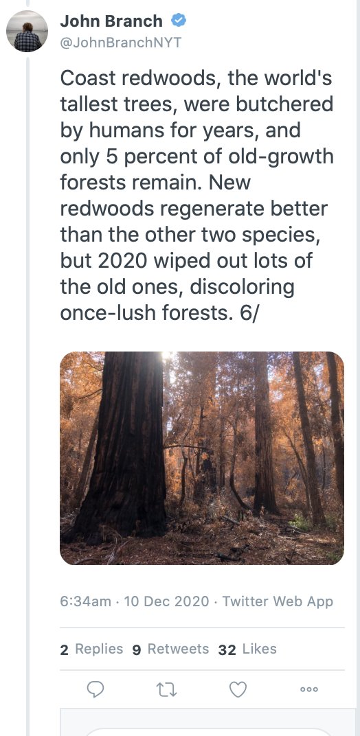 Now,  @JohnBranchNYT  @nytimes claims: - "recent fires killed "countless ancient redwoods" - the fires of "2020 wiped out lots of the old ones" - "10 percent" of the ancient redwoods "were lost" @JohnBranchNYT provides *zero* evidence to support his claims