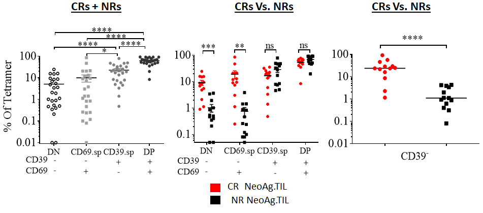 So, to clarify we specifically analyzed tumor-specific mutation-reactive Tcells. Turns out, ACT-responders had pool of neoantigen-reactive TILs in the CD39- phenotype, while non-responders did not (despite other irrelevant CD39- Tcells) -> not all CD39- T cells are bystanders /5