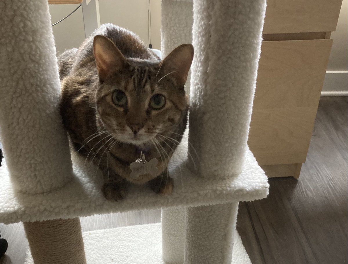 And of course, like yesterday, I’m going to throw in a picture of Petra I just took to soften the blow that we’re all feeling. Unlike this regulation, she is Very Good.