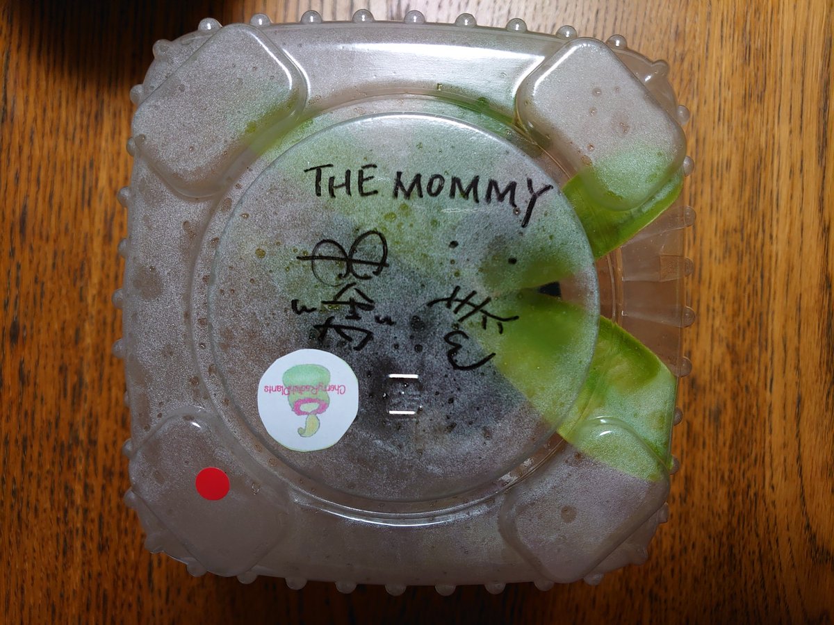 シャムの舞姫 乾燥に弱いので パックや袋 水槽などで覆ってあげると湿度が保てて調子が良いです アンプラリアは 低温に弱いので暖かくして下さい 私は Cherryradishplants のスタッフです ご連絡頂けたら もっと細かな説明出来ると思うので 宜しく シャムの舞姫 乾燥に弱いので パックや袋 水槽などで覆ってあげると湿度が保てて調子が良いです アンプラリアは 低温に弱いので暖かくして下さい 私は Cherryradishplants のスタッフです ご連絡頂けたら もっと細かな説明出来ると思うので 宜しく