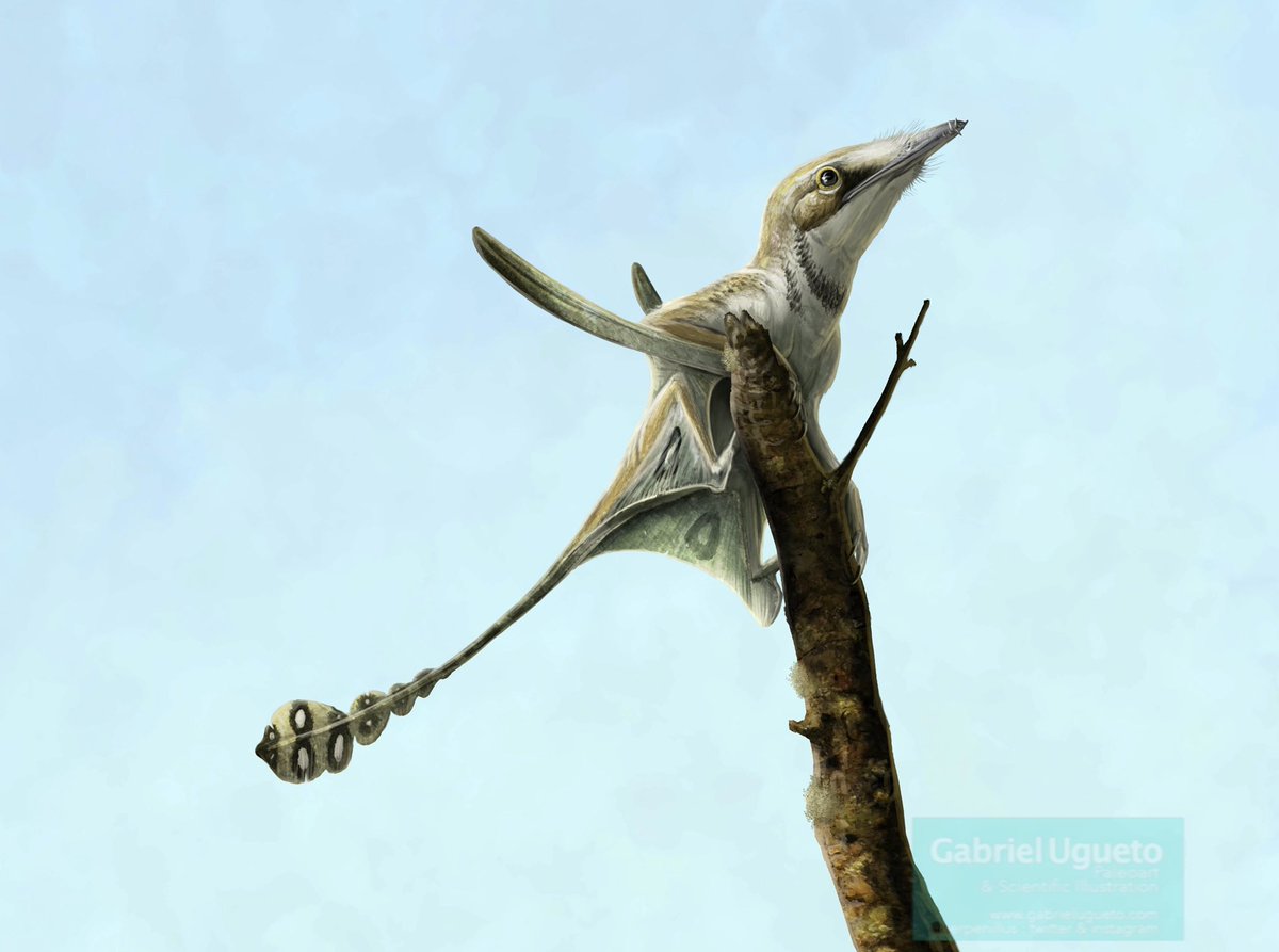 This is a detail of a larger illustration that I am preparing for my book depicting the early pterosaur Arcticodactylus from Late Triassic Greenland. It is still a WIP. #Pterosaurs perched on vegetation are among my favorite things to depict. #paleoart #sciart