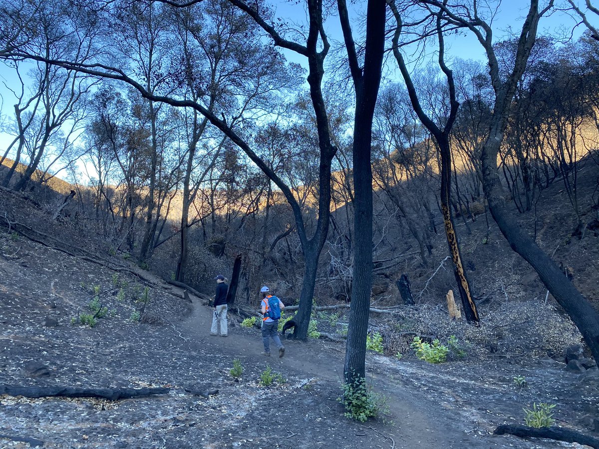 pollenmicrobes's tweet photo. #StebbinsColdCanyon was great yesterday. Excited for the future flowers and research. 🔥 🌸
@UCDavisReserves
@rachelvannette @TobiasGMueller @J_S_Francis
#wildfire https://t.co/1TaA8493KH