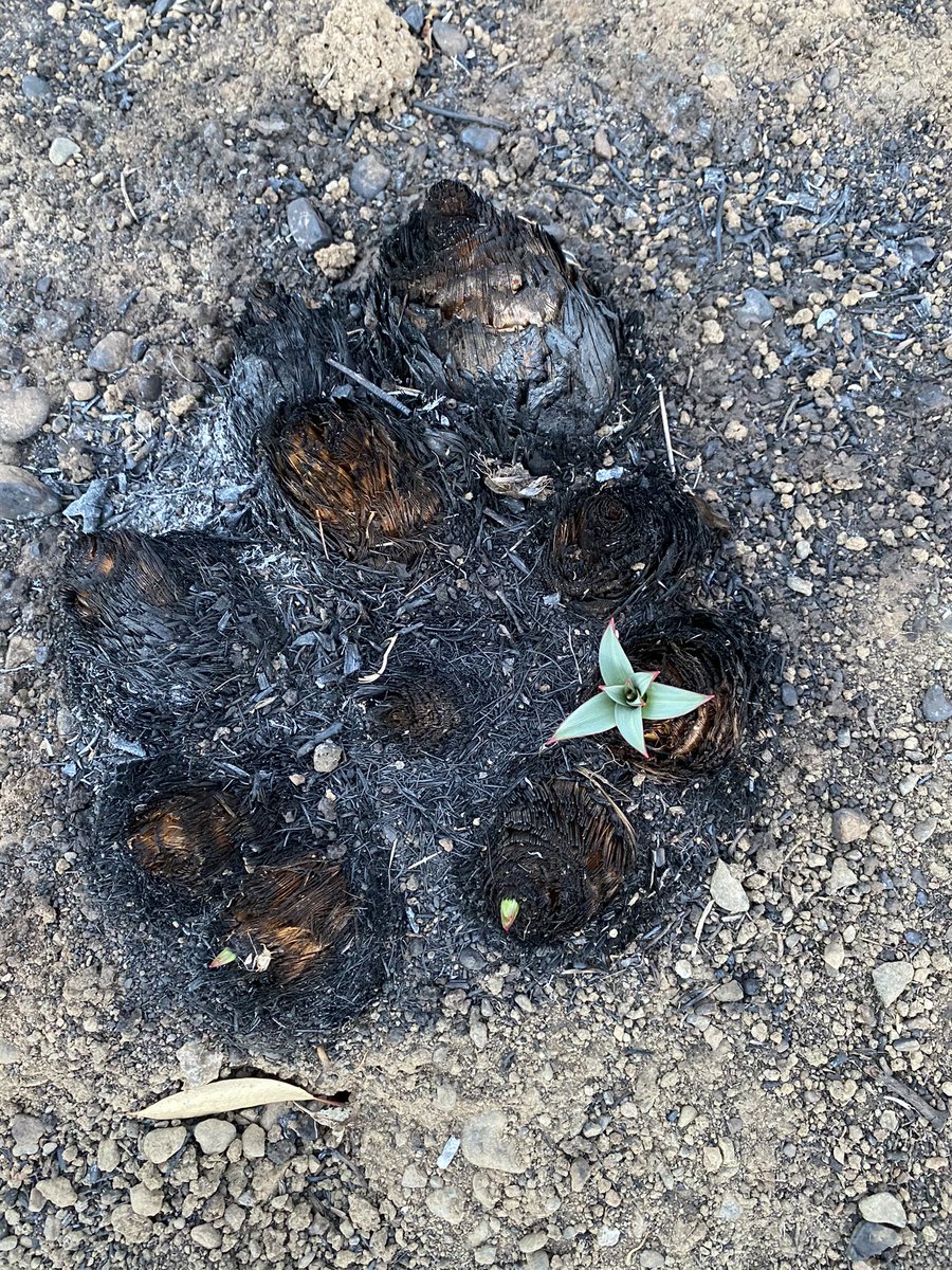 pollenmicrobes's tweet photo. #StebbinsColdCanyon was great yesterday. Excited for the future flowers and research. 🔥 🌸
@UCDavisReserves
@rachelvannette @TobiasGMueller @J_S_Francis
#wildfire https://t.co/1TaA8493KH
