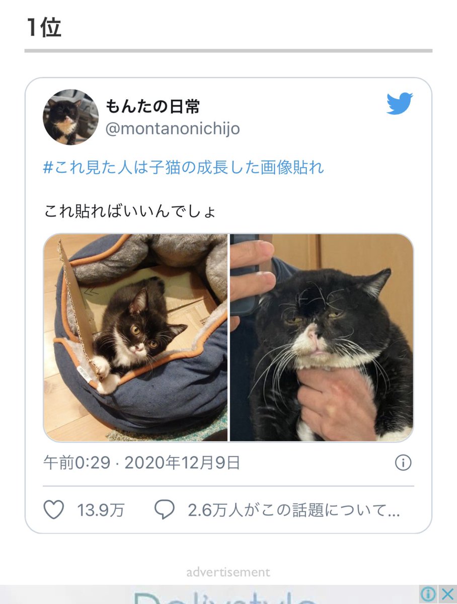 もんたの日常 インスタのフォロワー様が教えてくれた もんたランキングの1位になってた もんたすごい T Co Rnae0ybbzj もんたの日常 猫好きさんと繋がりたい 猫をtlに流しちゃおう