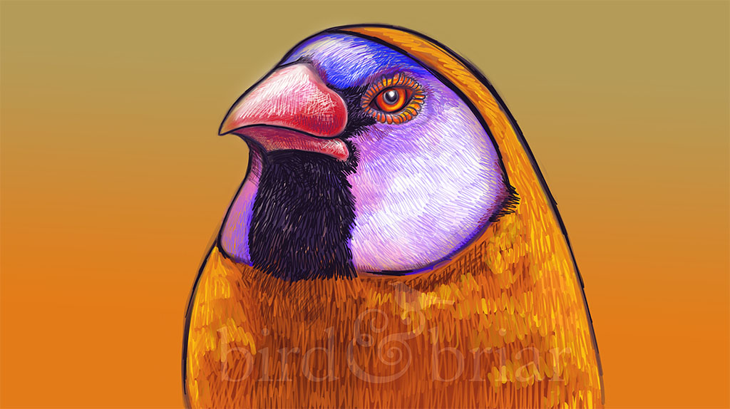 A violet-eared waxbill from the archives, contrasting nicely with this week's #colour_collective choice of rich gold.

Have a great weekend!
