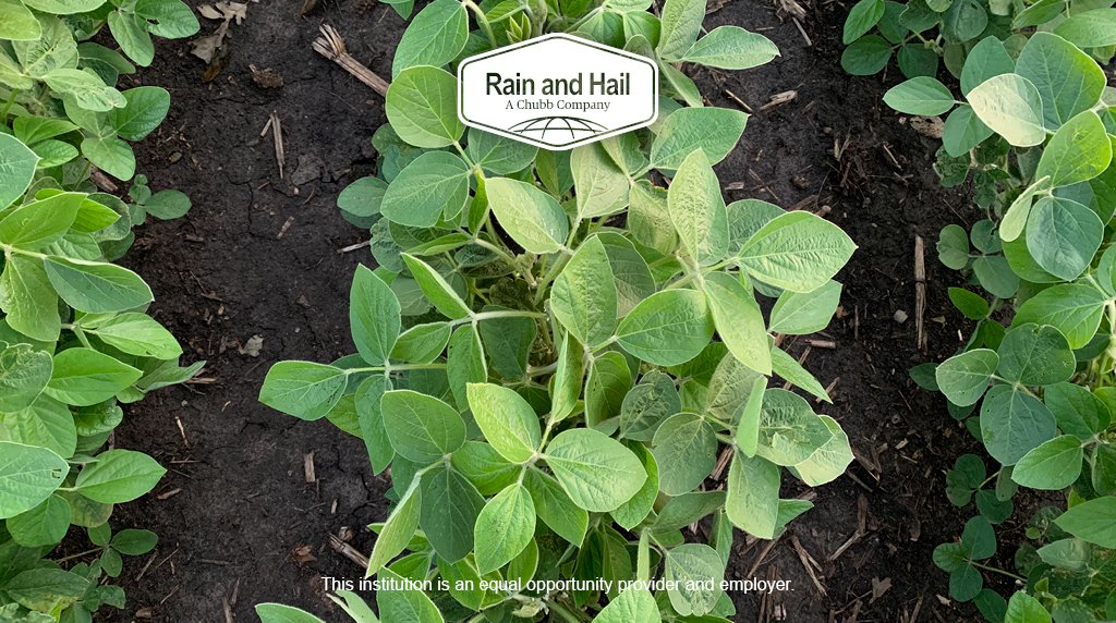 RHcropinsurance's tweet image. #enhancedcoverageoption seems to be the phrase of early 2021, and there is a reason for that. It provides an additional band of coverage from 86% up to 95%. That means more protection for growers, and who knows what 2021 will bring us... RainHail.com #rainandhail