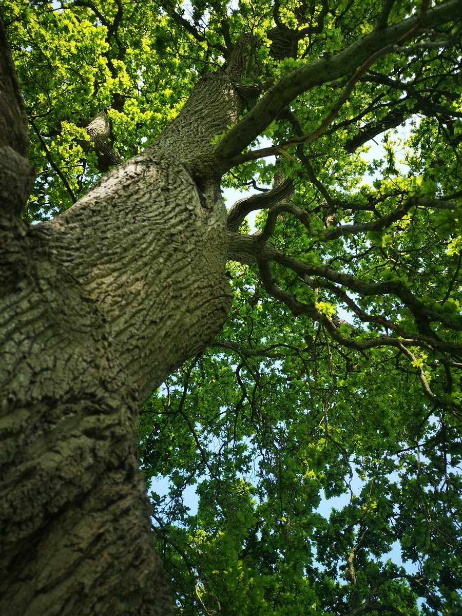 #WildAboutWinter our favourite tree is on our local meadow, part of our regular dog walk. We often sit underneath a while, play games and take books to read. It's a magical place to be even during the winter months.