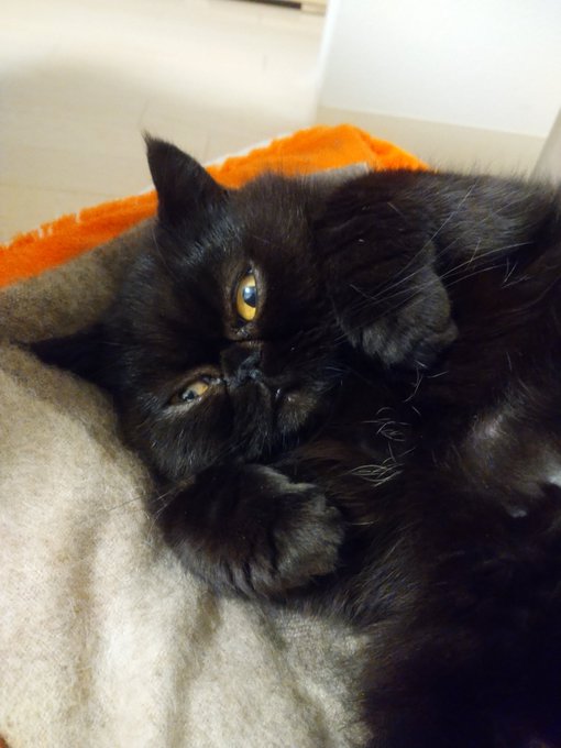 エキゾチックショートヘアのtwitterイラスト検索結果