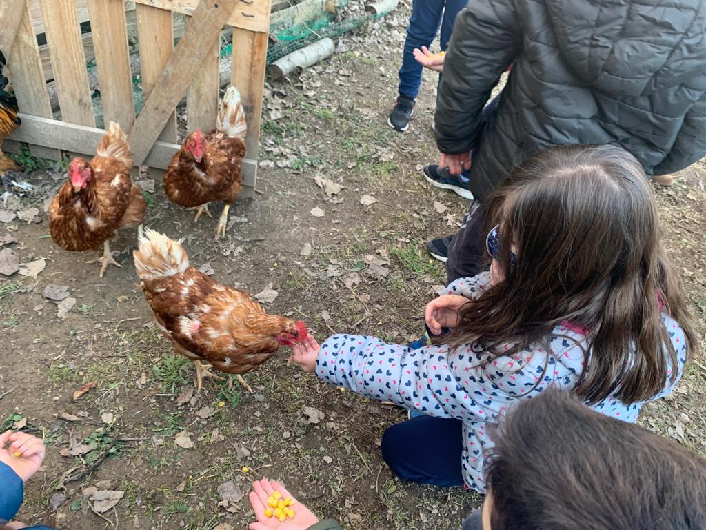 vedrunacent's tweet photo. Aquest dimecres els nens i nenes de 2n de primària vàrem visitar l’hort de l’avi d’un company. Ens va explicar el que hi ha plantat, les eines que fa servir i vàrem donar menjar a les gallines! Ens ho vàrem passar molt bé i va ser molt interessant Gràcies avi Emili #2PRIMSSCC https://t.co/JpDMOxtEbI
