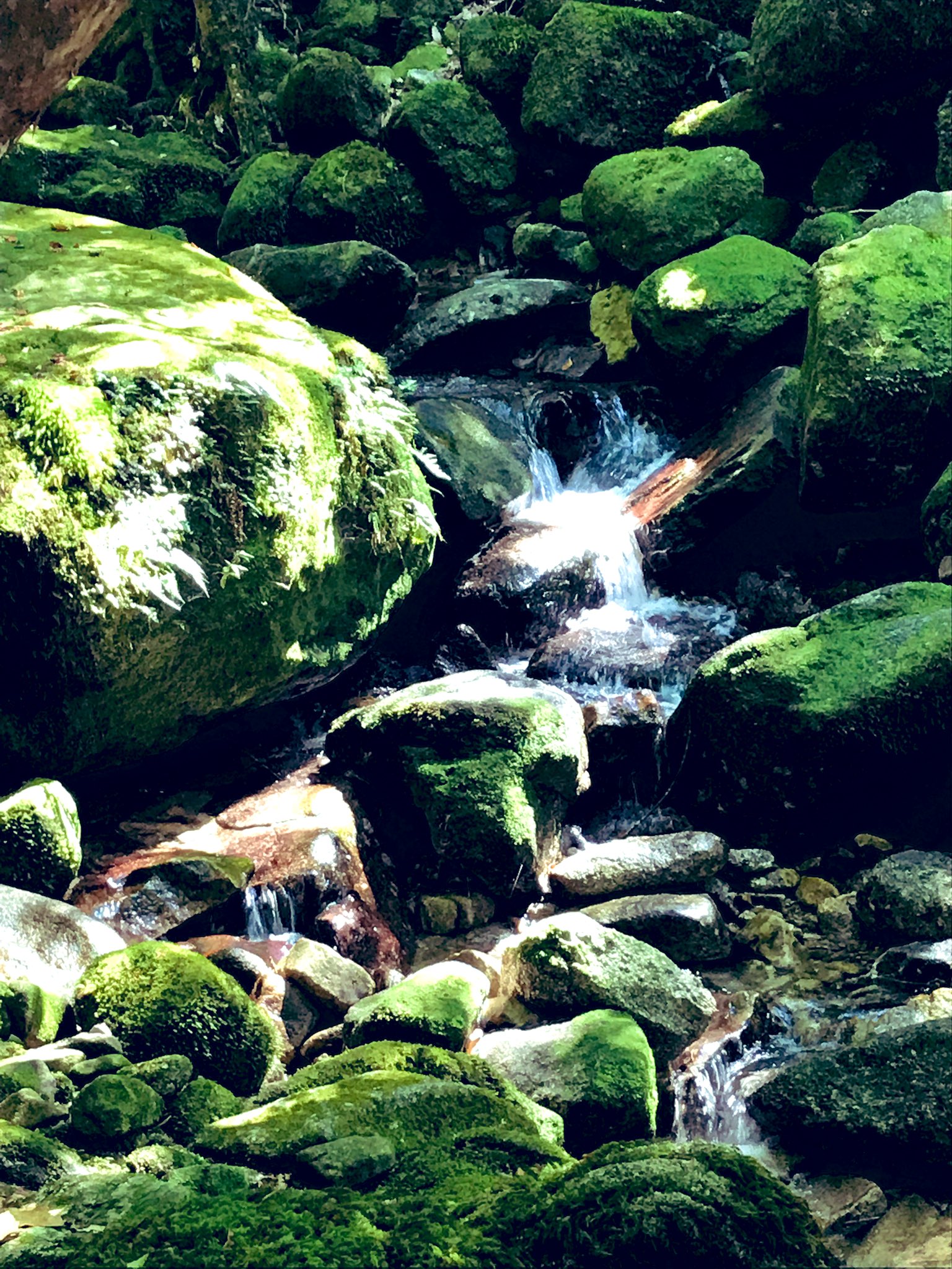 宮地真緒 白谷雲水峡の癒しの画像 これを待ち受けにすると金運が上がるらしいよ って嘘も通用しそう もし本当に金運アップしたら教えてくださいね Behind The Scene Photo 逢燦燦 12月28日発売 屋久島 白谷雲水峡 T Co Qnuufbaewj Twitter
