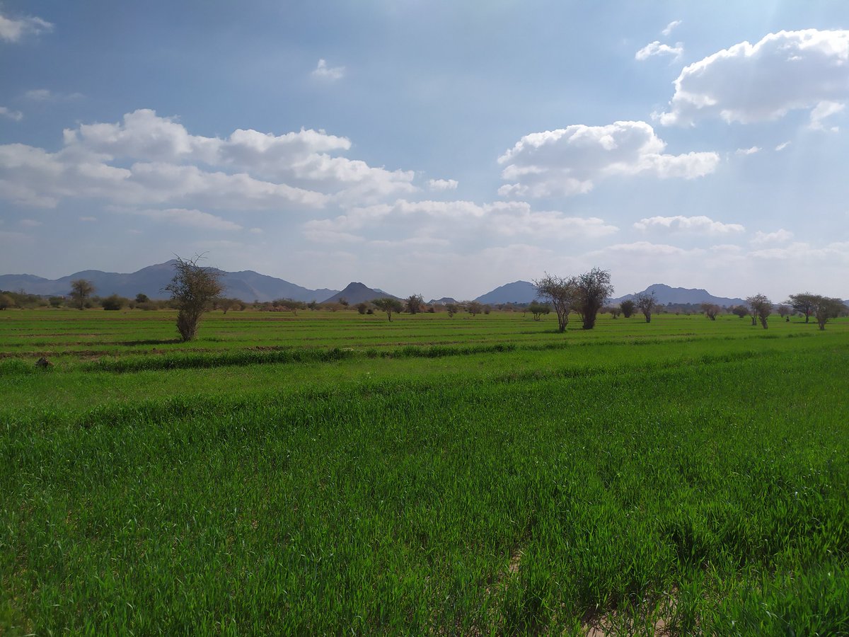 الاراضى الزراعية في حيل فرق ليست اراضي بيضاء وانما  بها الاثار الظاهرة للتملك وفق القرار السلطاني رقم 5/83 وهي الساقية والزرع القائم وتسقى من فلج فرق