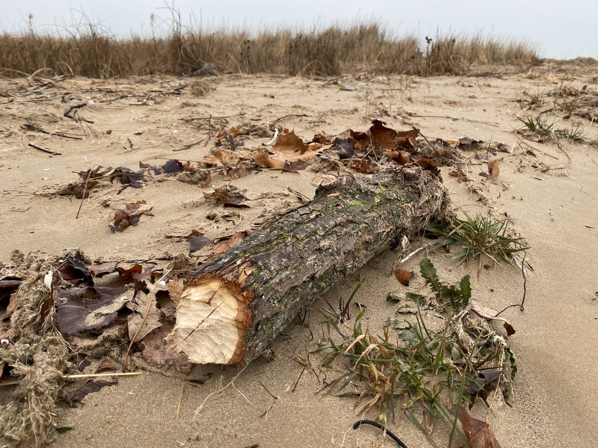This chunk of wood was lying this morning in the sand a hundred feet or more west of the gnawed trees.