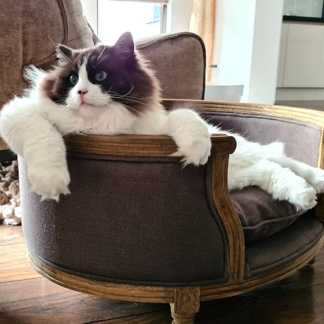 From @CatTimo
Life is good
#meowed #meowedofficial #TheMeowedClub https://t.co/pMtdvYmwWl