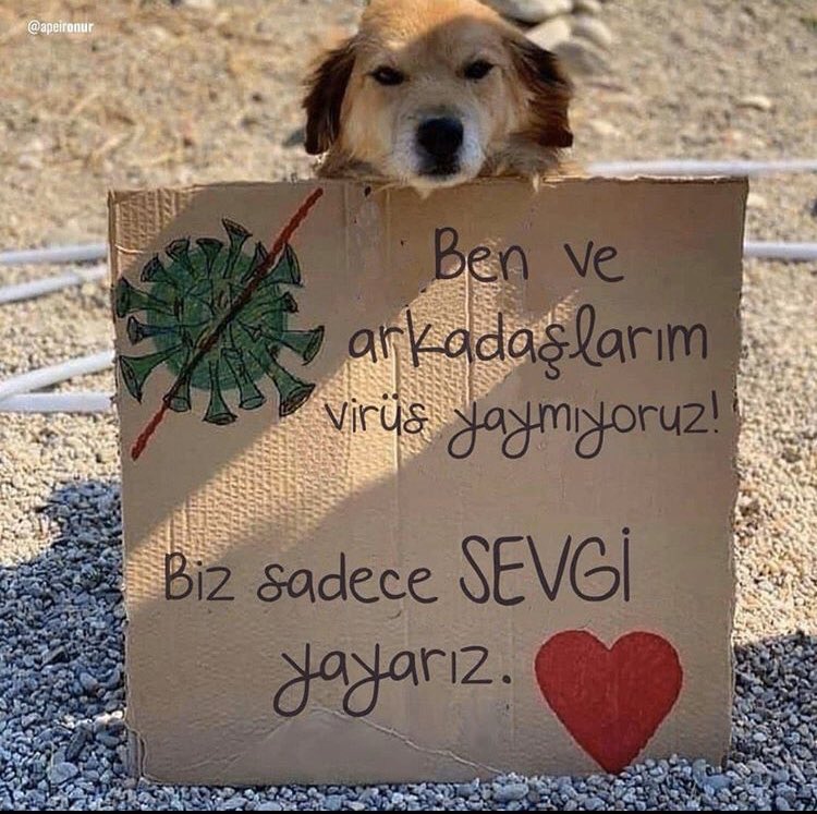 SokakHayvanlarıK (@sokakhkh) on Twitter photo 