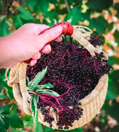 edenlabs's tweet photo. While many herbs taste bitter, #Elderberry tastes delicious like most berries. It's used in jams, wines &amp; pastries. Medicinal Elderberry preparations are typically syrups &amp; lozenges. Experts believe it relieves flu &amp; cold symptoms like fever. Photo growforagecookferment on IG https://t.co/e8GJUECKlk