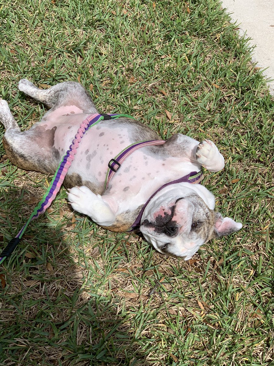 AnglerMasked's tweet image. Hey gang, hope y’all had a great thanksgiving! Question, headed to the Carolina mountains and I hear it’s chilly. Any recommendations for a site for bully sweaters? You wouldn’t want this Florida gal to catch a cold would ya? 🐶 @bullymake @theGBbulldog @UrbanBulldog #Bulldog