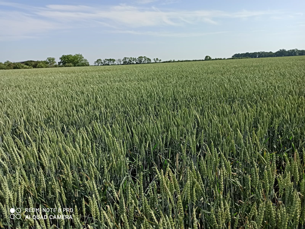 tom_piot's tweet photo. Pszenica ozima - 10 dni po zabiegu 80 L Nitron S/ha. Pełna selektywność. https://t.co/8qhGozlPqB
