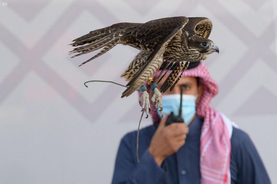 246 صقراً تتنافس في ثالث أيام مهرجان الملك عبدالعزيز عكاظ ان تكون اولا تطبيق عكاظ
