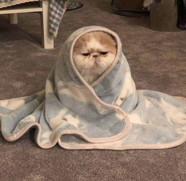 heavenbrat's tweet image. “how’d you know i’m a capricorn?”