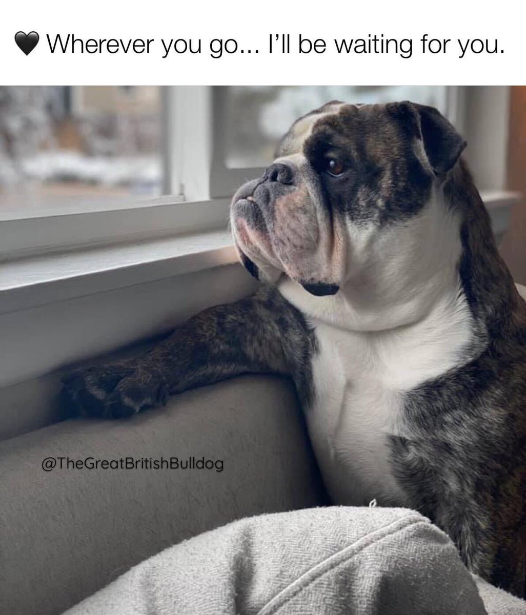 GreatBritishBulldog tweet media