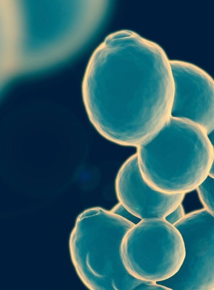 LeTeC_Tetraed's tweet photo. Pour le moment au stade de l'expérimentation, la synthèse biologique de levures de fermentation en laboratoire a principalement pour but de faire avancer les connaissances sur le génome du micro-organisme. 
https://t.co/xvbLKPdEFg https://t.co/VqlJUq6c8n