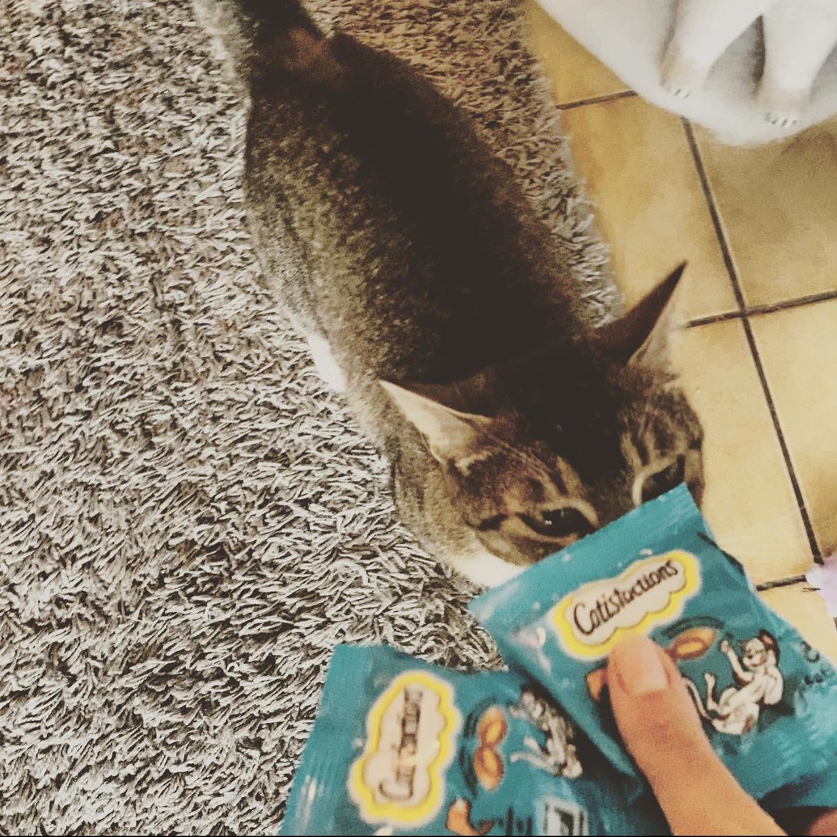 Cyrille230's tweet photo. 💙💙💙 Catisfactions ce sont d’irrésistibles friandises croustillantes à l’extérieur et avec un délicieux cœur tendre pour lesquels les chats feraient n’importe quoi ! 💙💙💙
#InsidersCatisfactions #Chat #Catisfactions https://t.co/MqbJda9rRk
